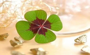 努力幸运作文8篇