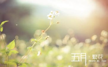 教师的五月份工作总结5篇