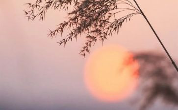 骆驼祥子的微心得体会最新8篇
