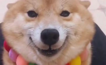 关于微笑演讲稿优质7篇