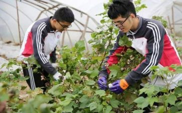 小学农村校长述职报告精选8篇