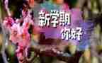 学生会半学期的工作总结参考6篇