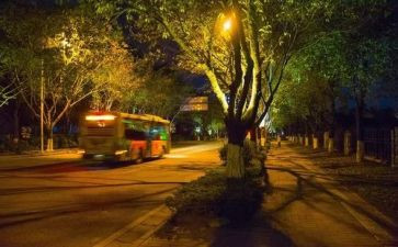 仲夏的夜作文7篇