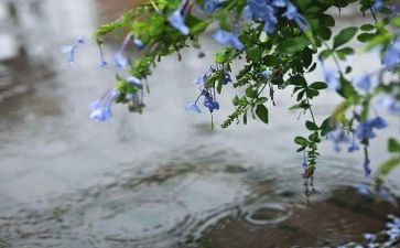 小班语言《小雨点》教案通用5篇