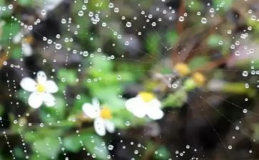 雨巷教学反思7篇