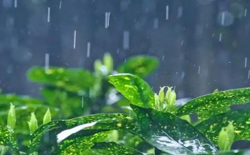 我秋天的雨作文300字精选5篇
