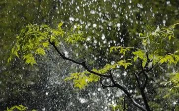 雨幼儿教案最新8篇