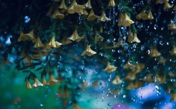 我秋天的雨作文300字参考6篇