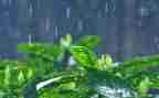 我秋天的雨作文300字精选5篇