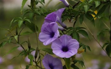 保护植物倡议书5篇
