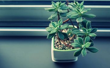 植物作文300字最新6篇