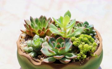 我的植物朋友的优秀作文模板6篇