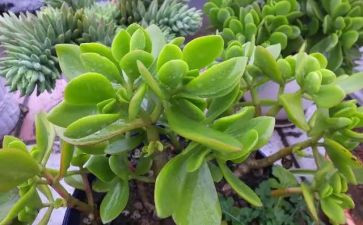 植物园工作总结范文8篇