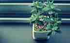 植物作文300字最新6篇