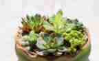 植物作文300字优秀6篇