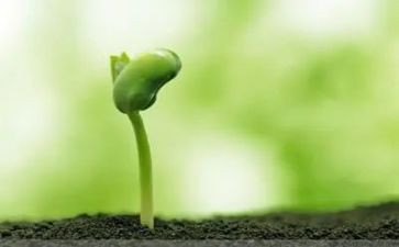 植物种子教案6篇