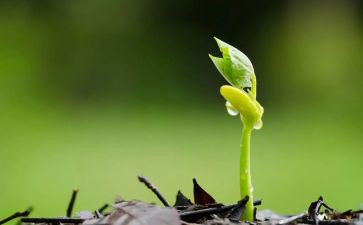 种子中班教案6篇