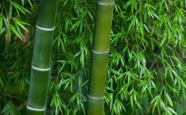 冻竹子的作文通用6篇